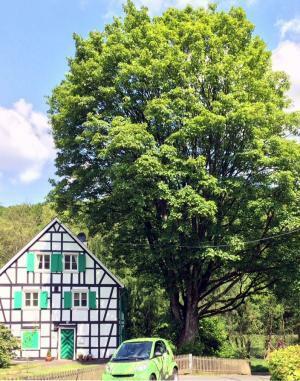 Baum neben Fachwerkhaus