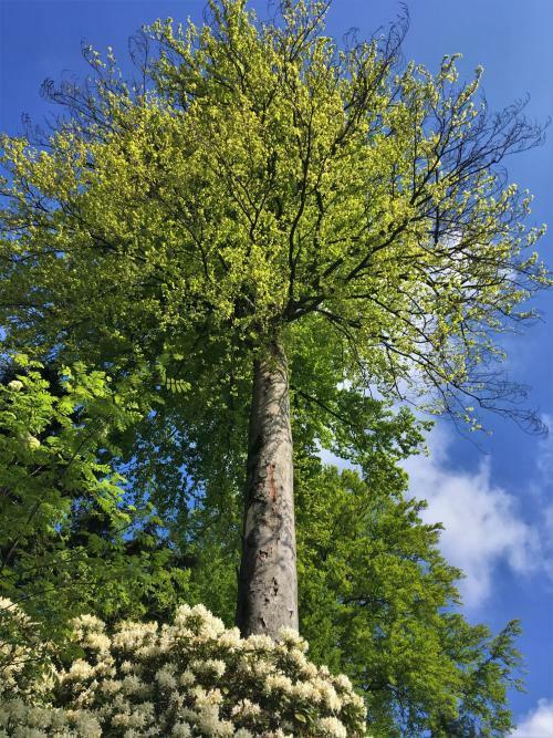 Baum weiße Blüten