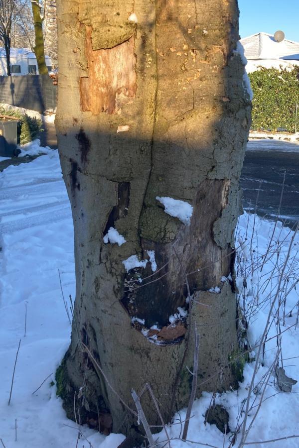 Ablösung der Baumrinde