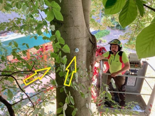 Zwieselriss sichern an Buche in Wuppertal